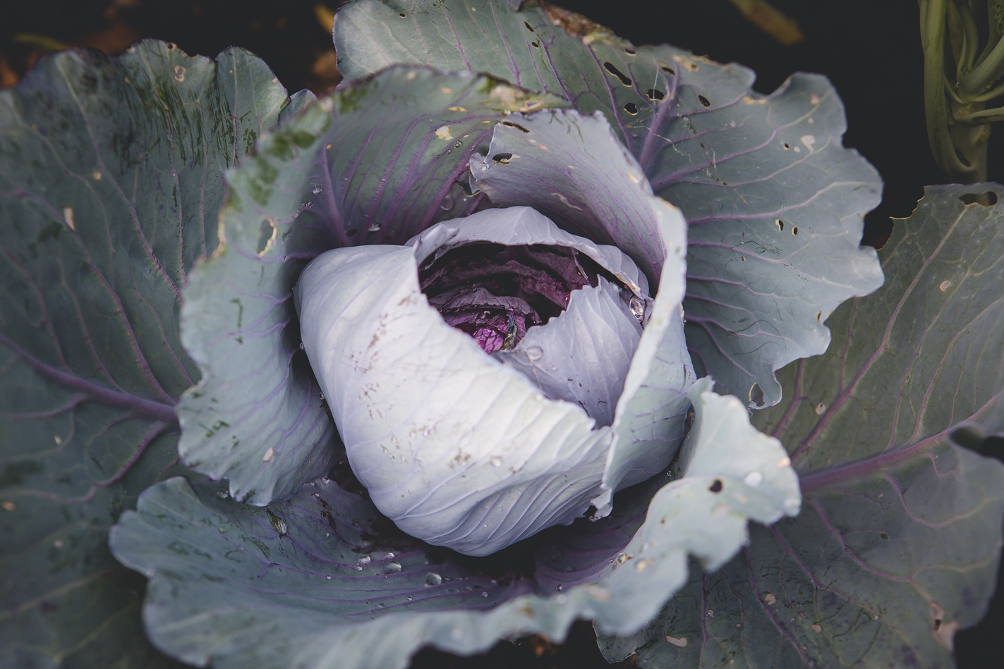 New Cultiver Montréal Network !