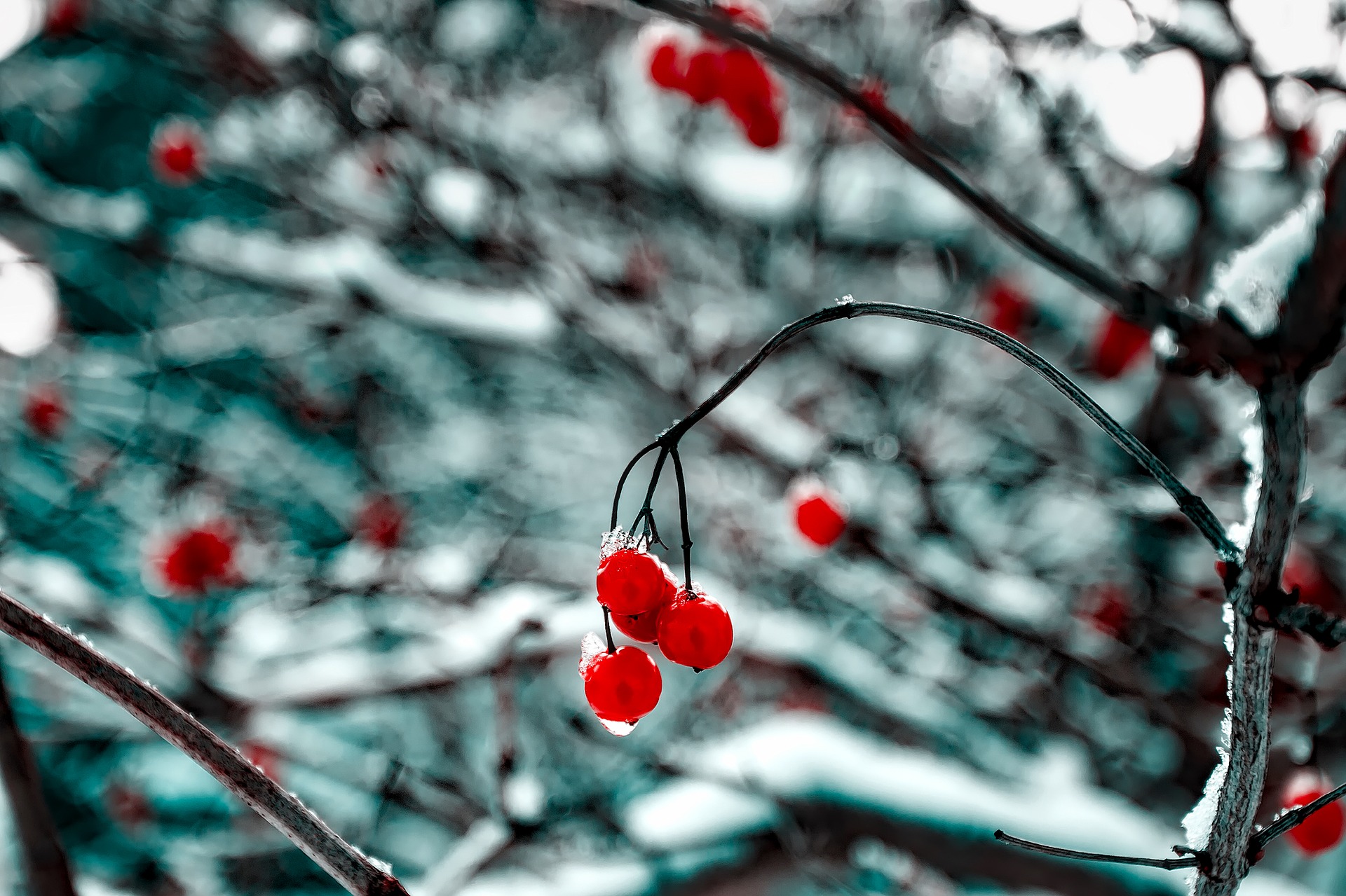 ❄? Happy Holidays from the Urban Seedling team ??