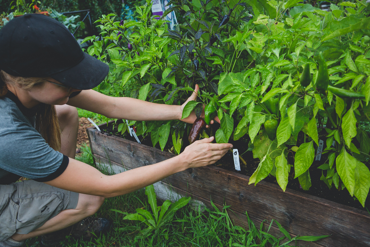 Vegetable gardening in the city