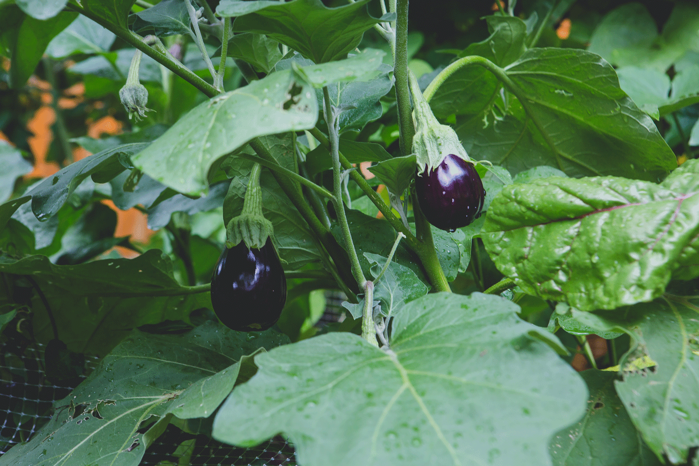 Offer gardening as a gift!