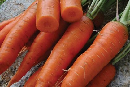 Carrot - Red Cored Chantenay