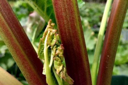 Rhubarb - Canada Red