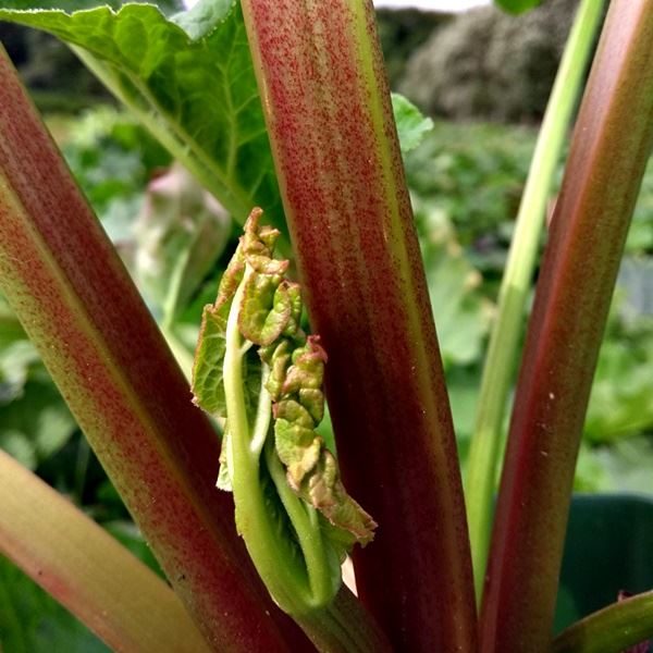 Rhubarb - Canada Red
