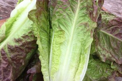 Lettuce - Red Romaine
