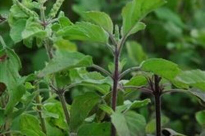 Basil - Holy