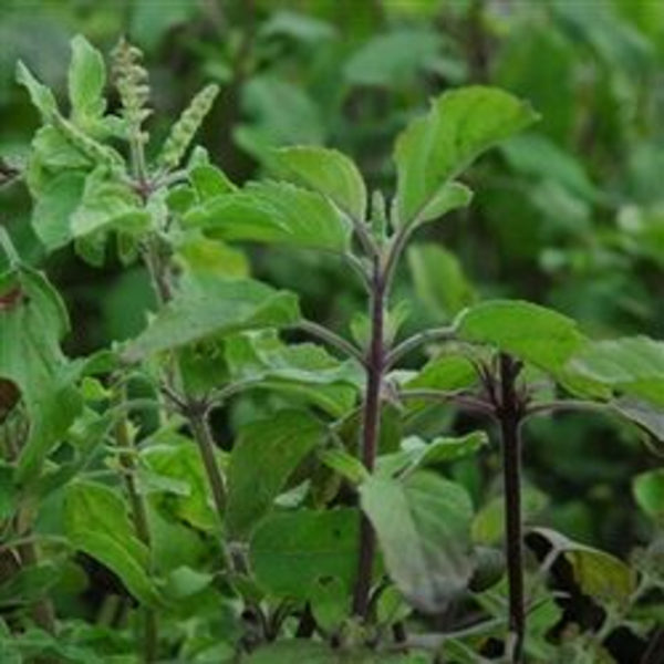 Sacred Basil