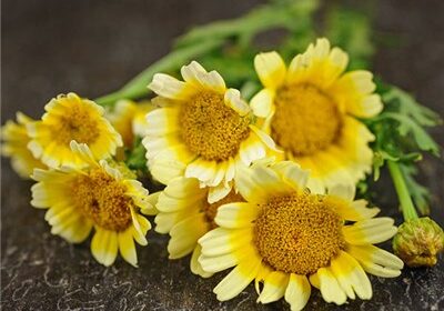 Chrysanthemum