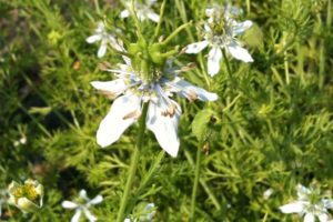 Black Cumin (Nigella sativa)