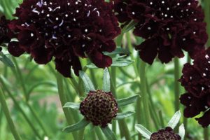 Scabiosa - Black knight