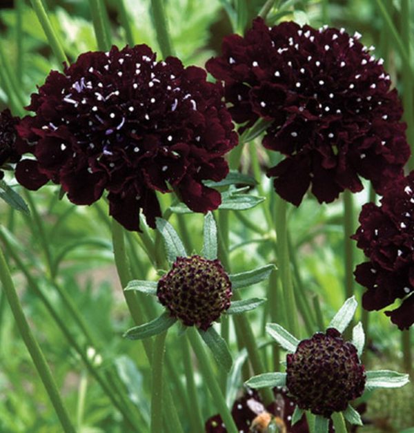 Scabiosa - Black Knight