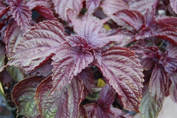 Shiso