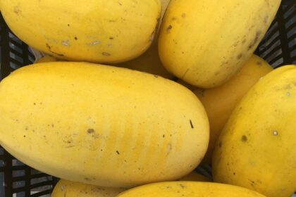 Squash, Winter - Spaghetti