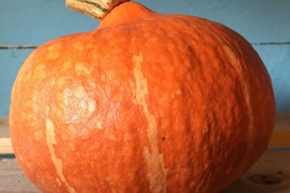 Squash, Winter - Red Kuri