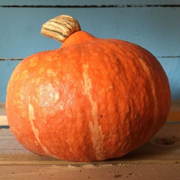 Squash, Winter - Red Kuri