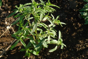 Summer Savory - Ancienne de l'Acadie