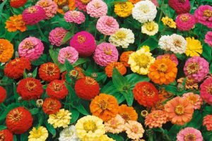 Zinnia - mix