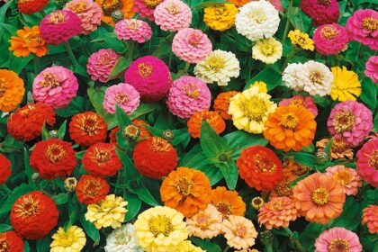 Zinnia - mix