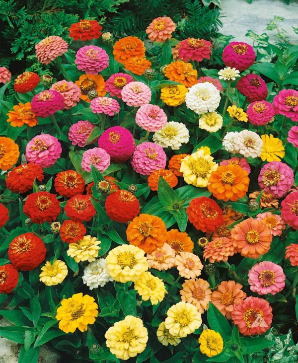 Zinnia - mix