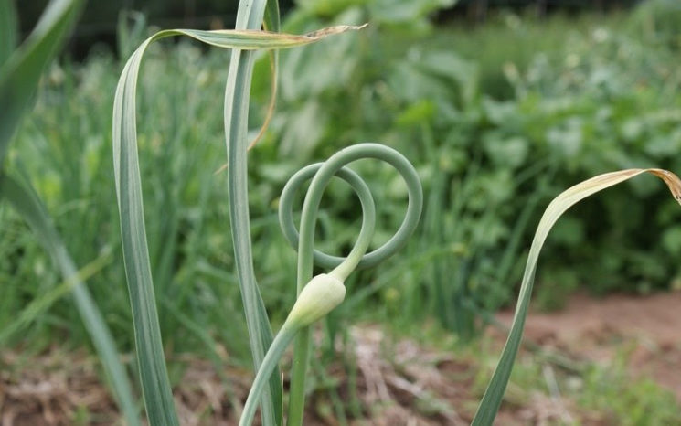 Garlic scape