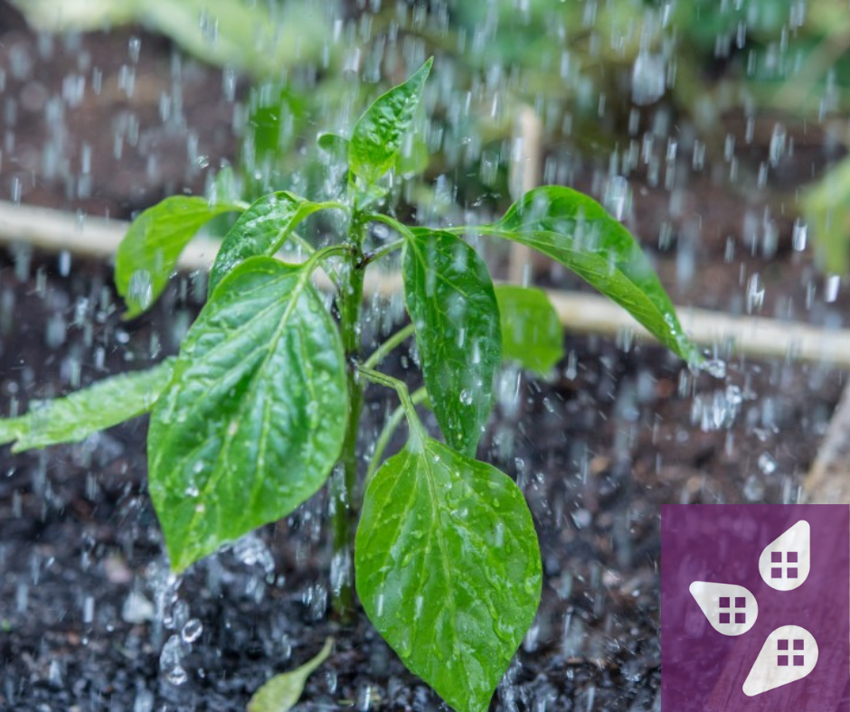 Summer heat causing horticultural headaches??