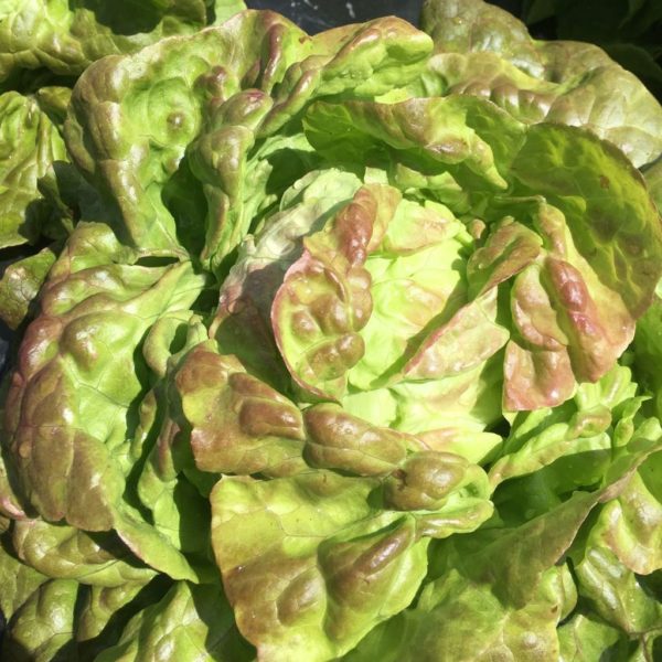 Pirate Butterhead Letuce