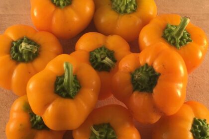 Pepper, Sweet - Doe Hill