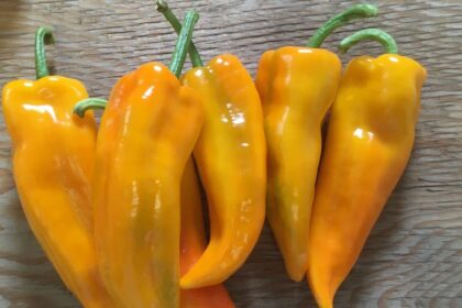 Hot Pepper - Hot Wax