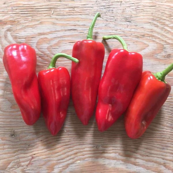 Pepper, Sweet - Karma