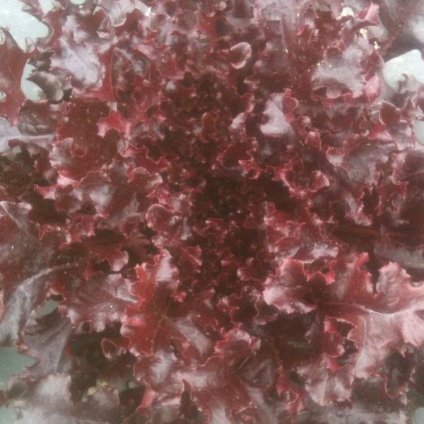 Lettuce - Red Salad Bowl