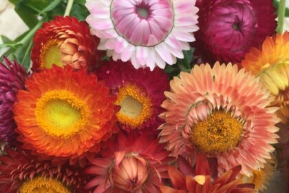 Strawflower Mix