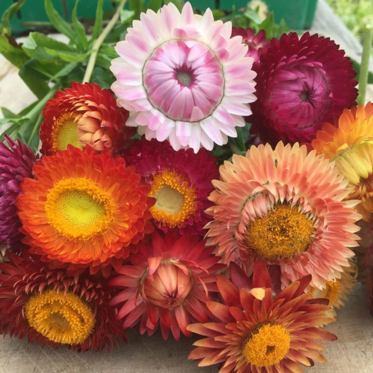 Strawflower Mix Urban Seedling