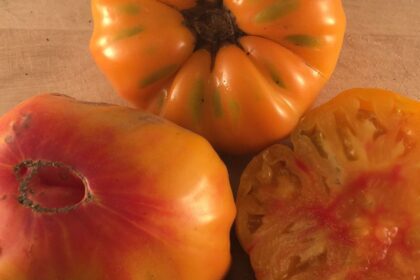 Tomato - Striped German