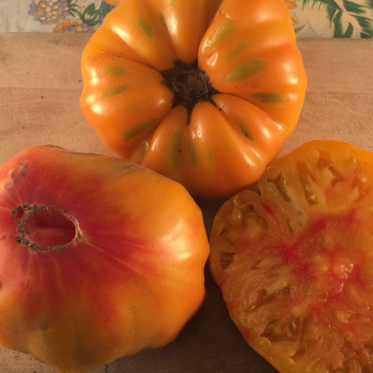 Tomato Striped German Urban Seedling