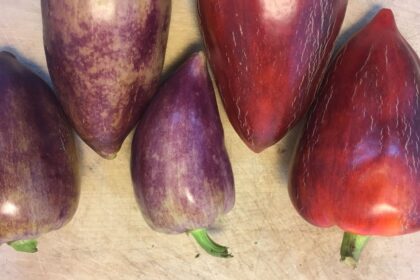 Pepper, Sweet - Violet Sparkle
