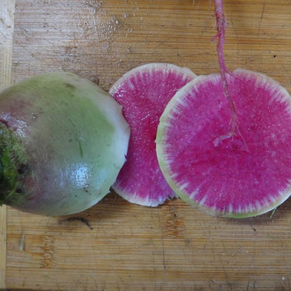 Radish - Watermelon