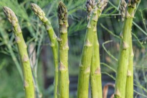 Asparagus - Guelph Millenium