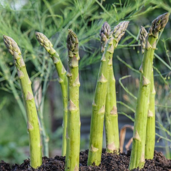 Asparagus - Guelph Millenium