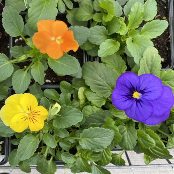 Pansy