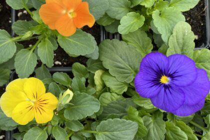 Pansy