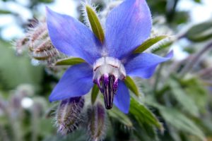 Borage Herb