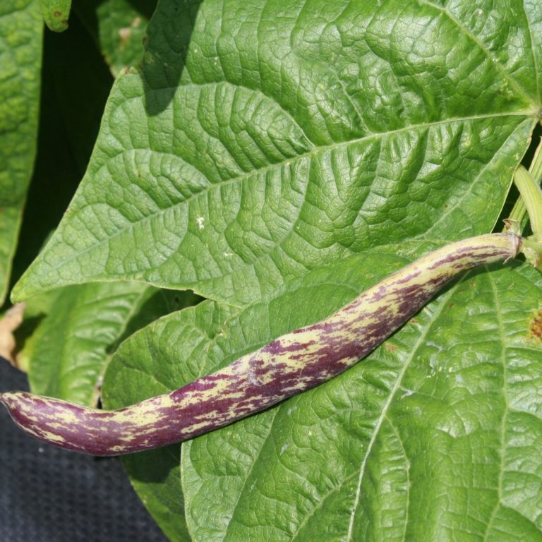 Bean Dragon Tongue (bush bean) Urban Seedling