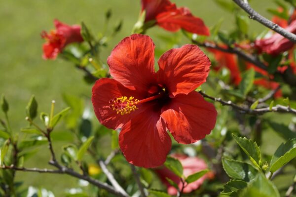 Close up of a red hisbiscus flower in bloom