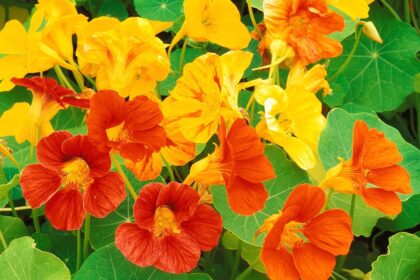 Nasturtium - Dwarf Jewel Capucine
