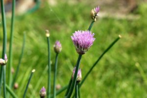 Garlic Chives