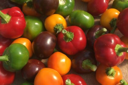 Hot Pepper - Alma paprika
