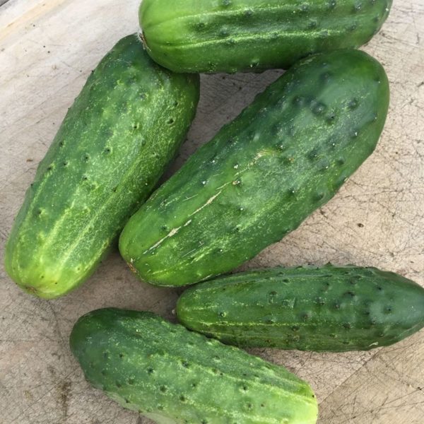 Cucumber - National (pickling cucumber)