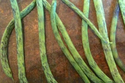 Bean - Pole Rattlesnake