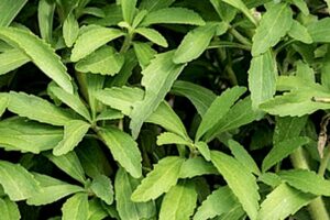 Stevia