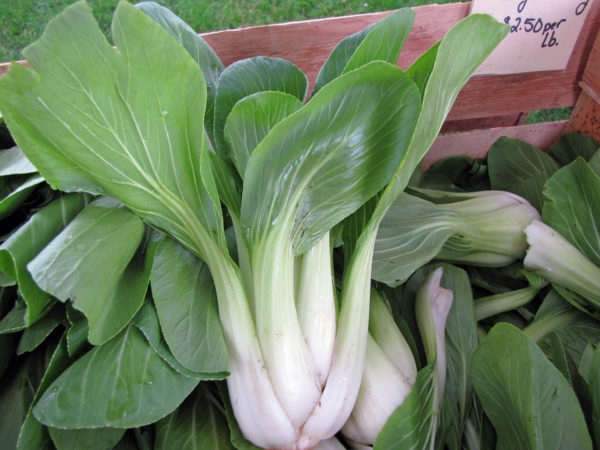 Asian Greens - Pak Choi