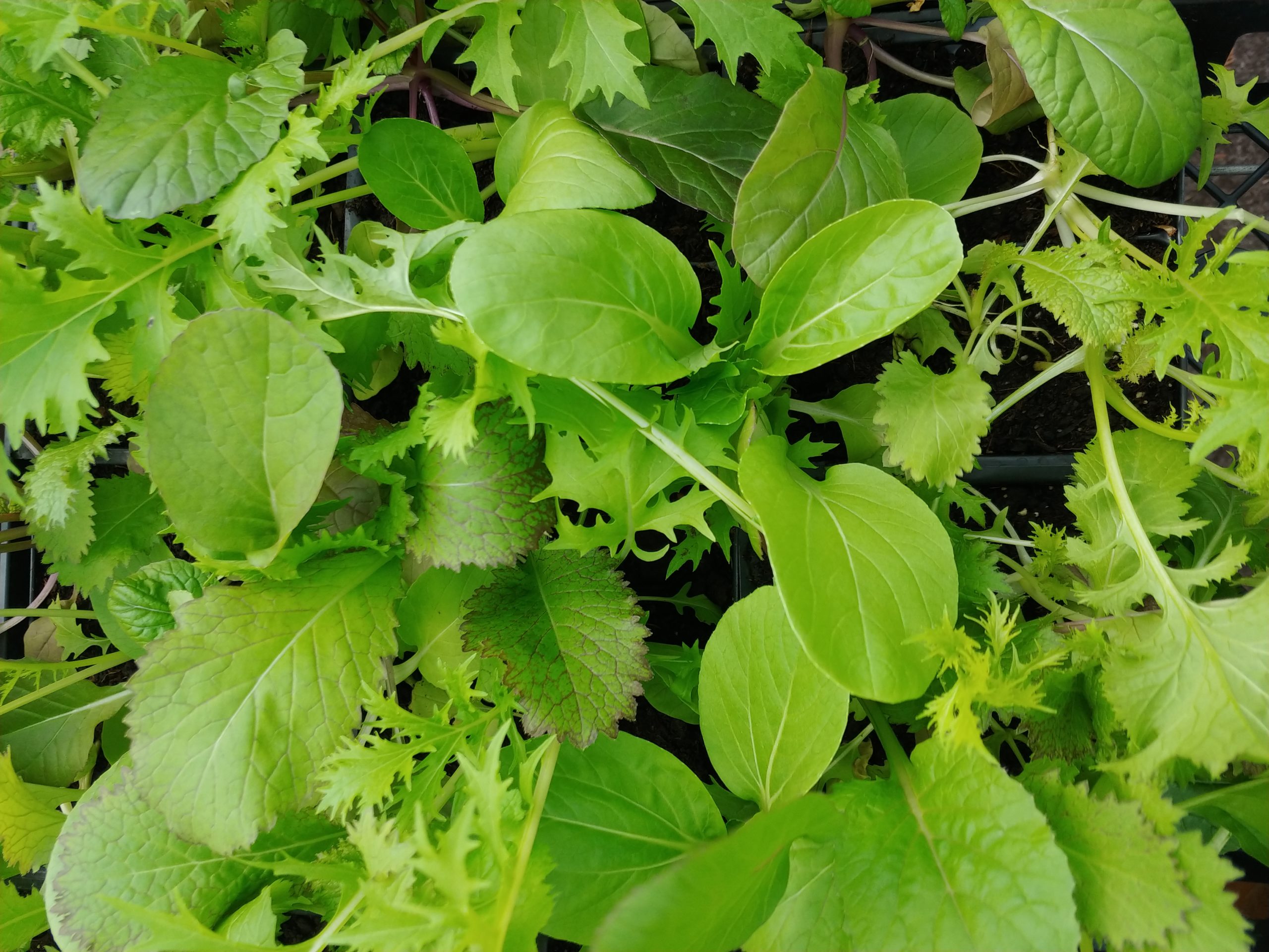 Mixed Asian Greens Urban Seedling mixed-asian-greens-urban-seedling